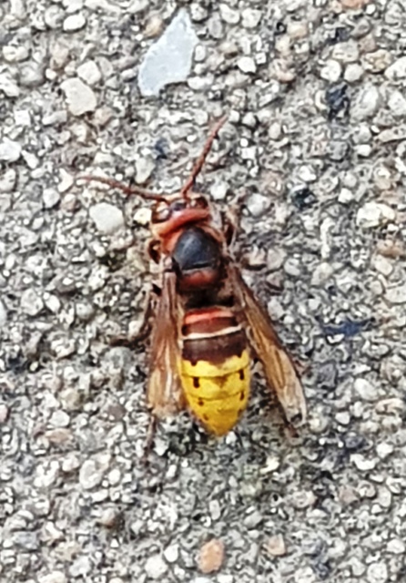 Vespa crabro - lódarázs
