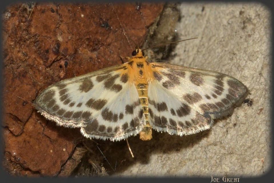 Anania hortulata - tarka csalánmoly