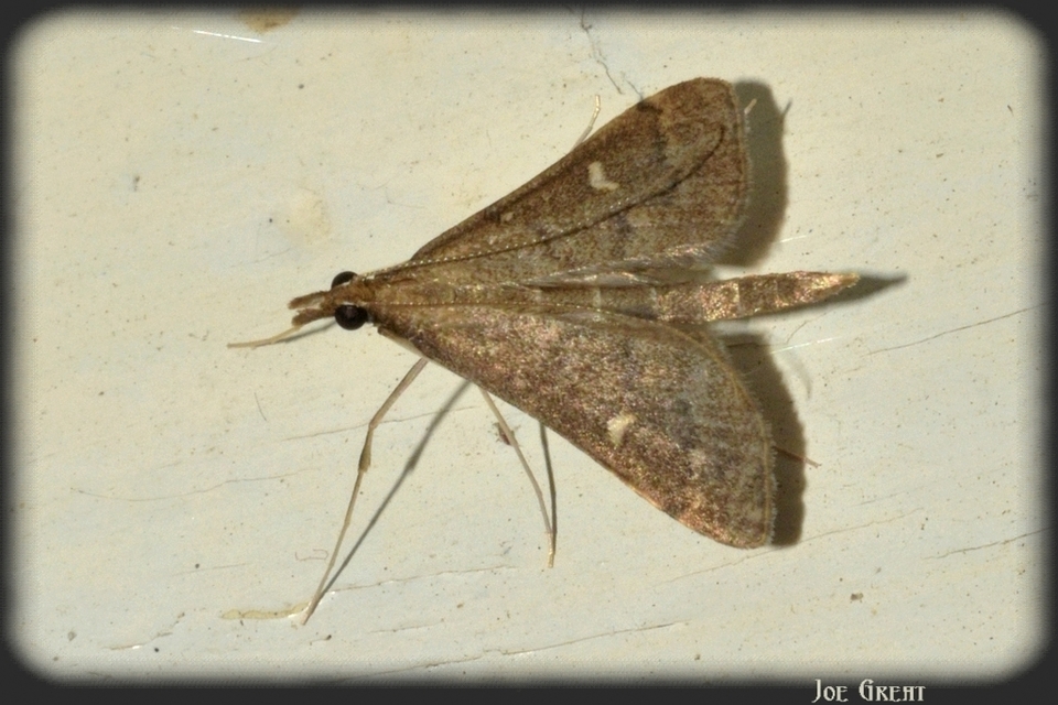 Dolicharthria punctalis - hosszúlábú tűzmoly