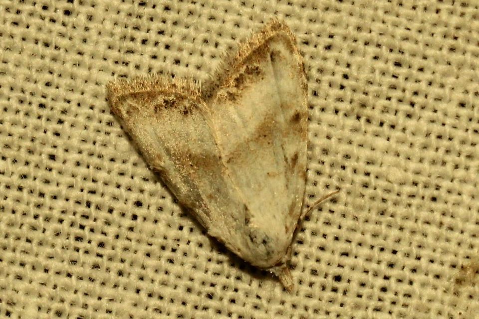Nola cristatula - törpe pamacsosszövő