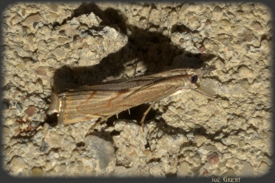Agriphila geniculea - parlagi fűgyökérmoly