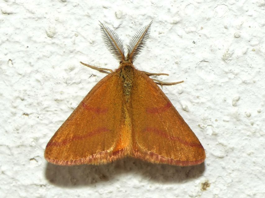 Lythria purpuraria - bíborsávos araszoló