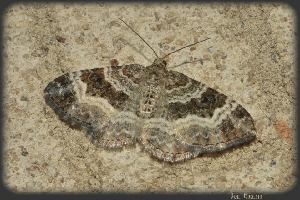 Epirrhoe alternata - galaj-tarkaaraszoló