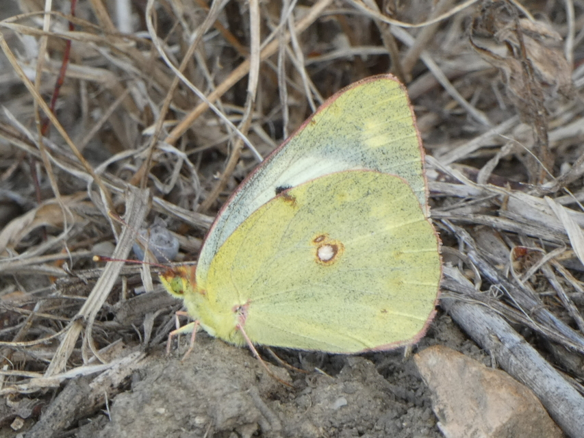 Colias hyale - kéneslepke