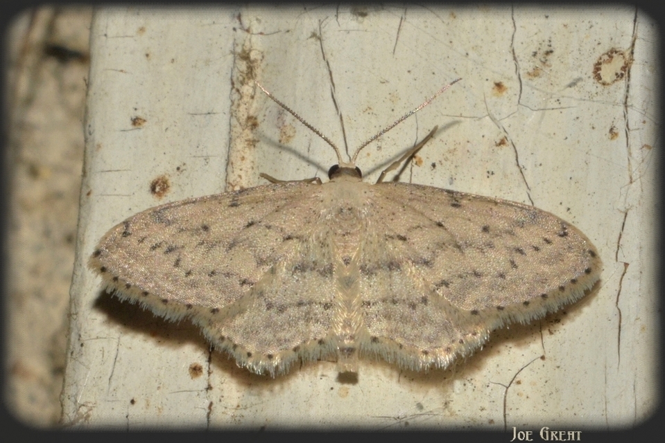 Idaea seriata - szürke apróaraszoló