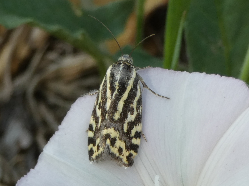 Emmelia trabealis - zebrabagoly