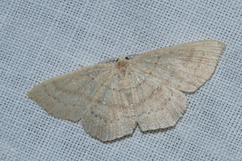 Cyclophora linearia - vonalas pettyesaraszoló