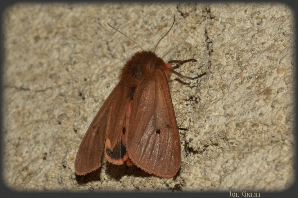 Phragmatobia fuliginosa - füstös medvelepke