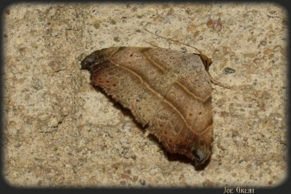 Laspeyria flexula - zuzmóbagoly