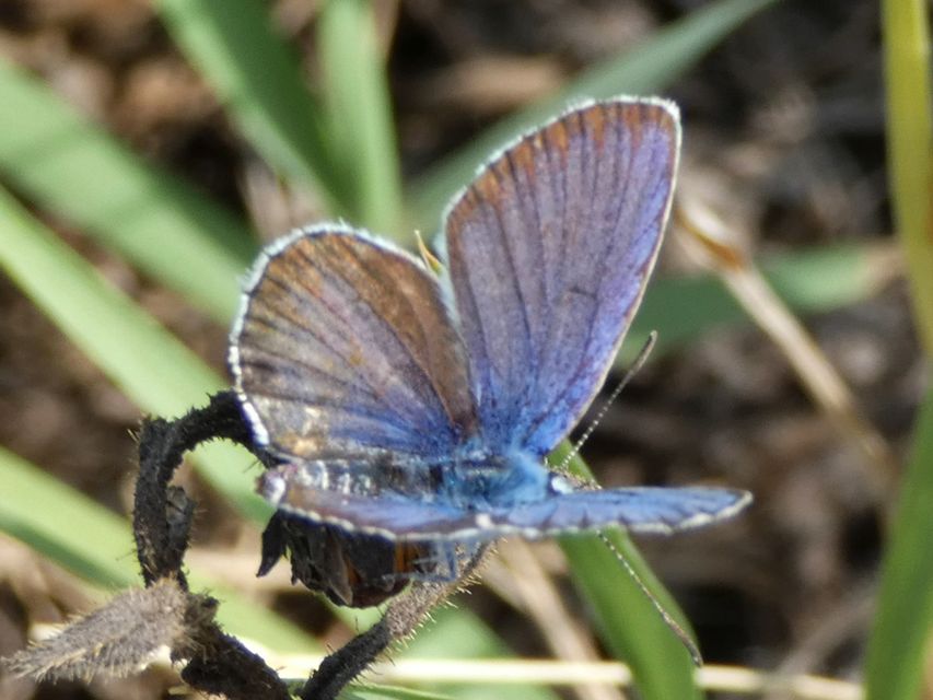 Plebejus argus - ezüstös boglárka