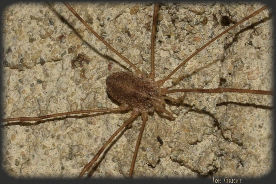 Opiliones - Kaszáspókok