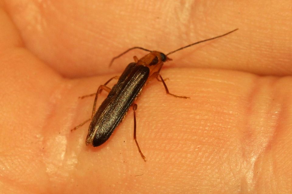 Nacerdes carniolica - karnóliai álcincér