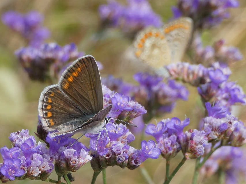 Polyommatus icarus - közönséges boglárka