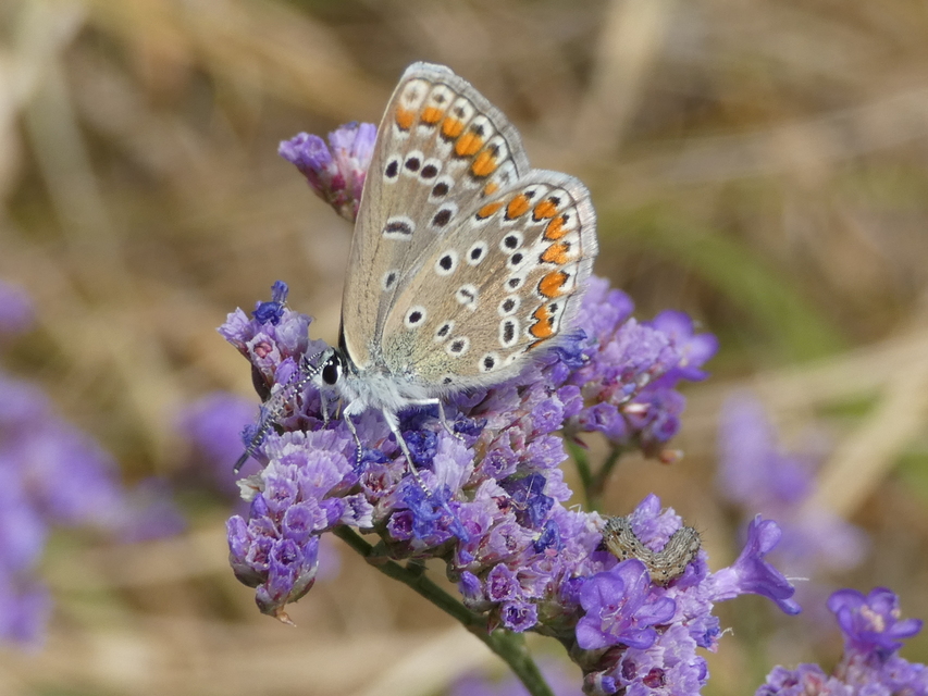 Polyommatus icarus - közönséges boglárka