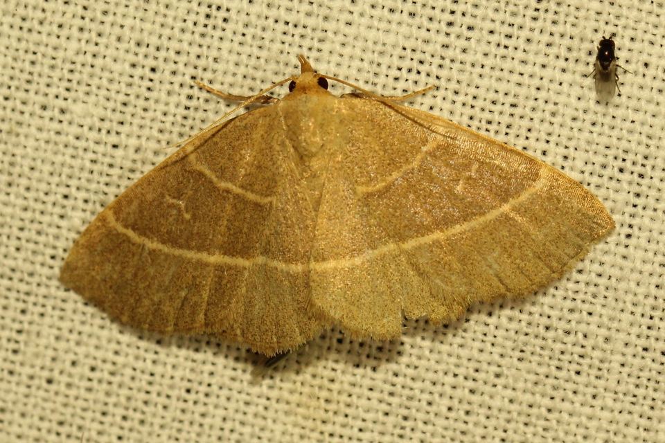 Trisateles emortualis - sárgacsíkos karcsúbagoly