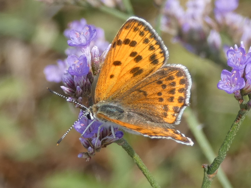 Lycaena thersamon - kis tűzlepke