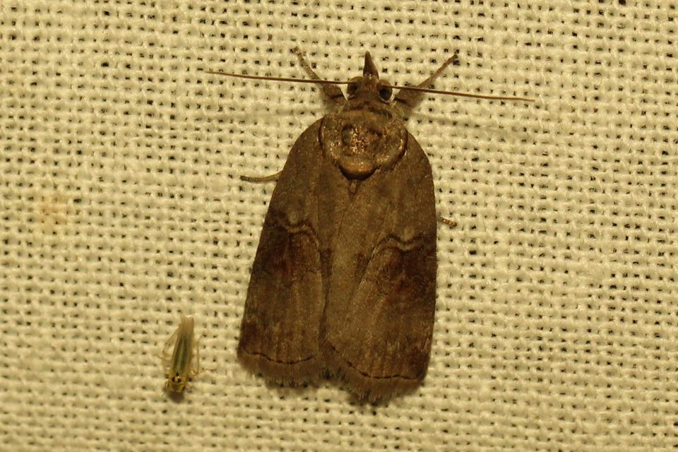Nycteola asiatica - nyárfa-trapézbagoly