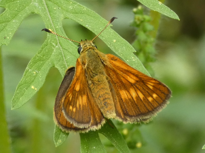 Ochlodes sylvanus - erdei busalepke