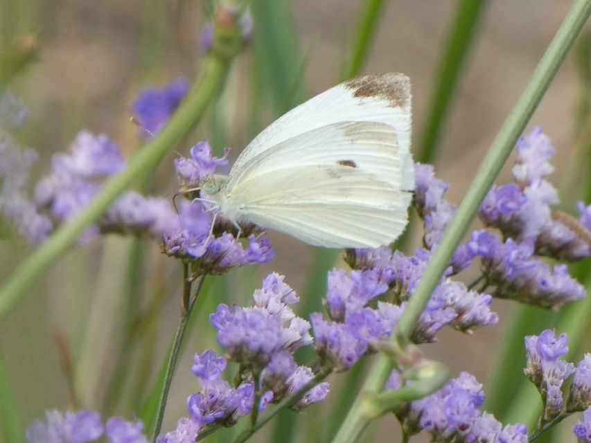 Pieris rapae - répalepke