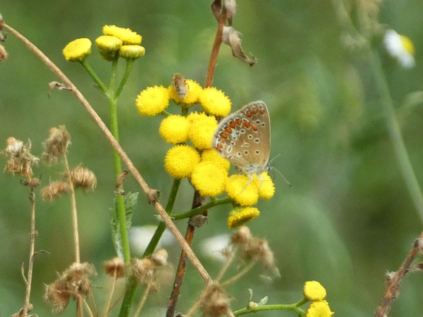 Polyommatus icarus - közönséges boglárka