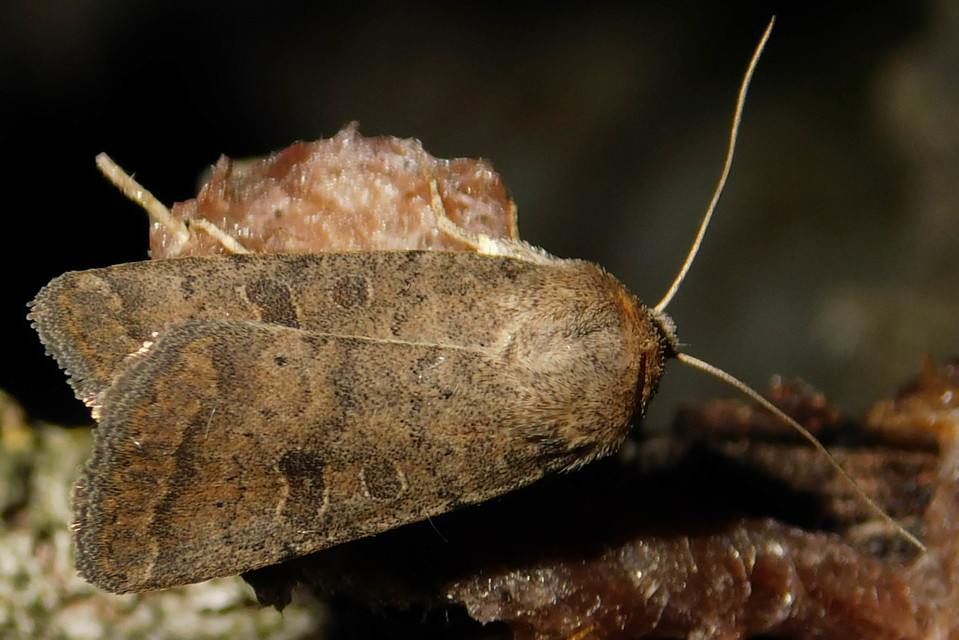 Hoplodrina octogenaria - barna selymesbagoly