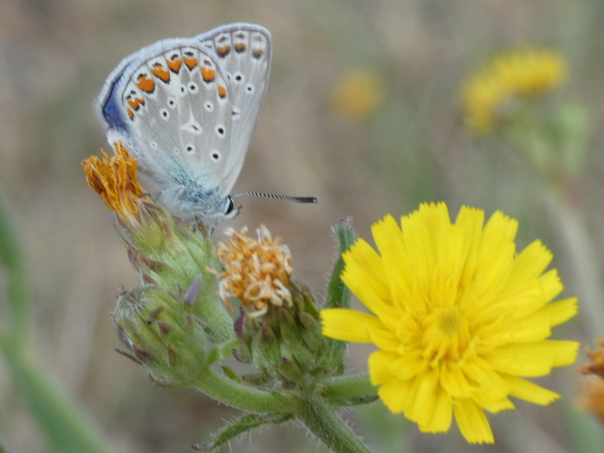 Polyommatus icarus - közönséges boglárka