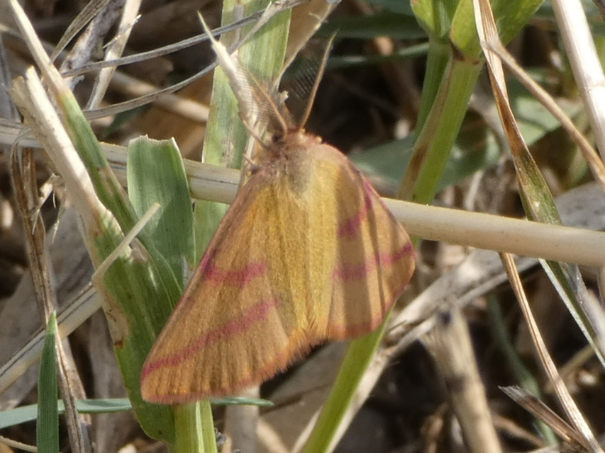 Lythria purpuraria - bíborsávos araszoló