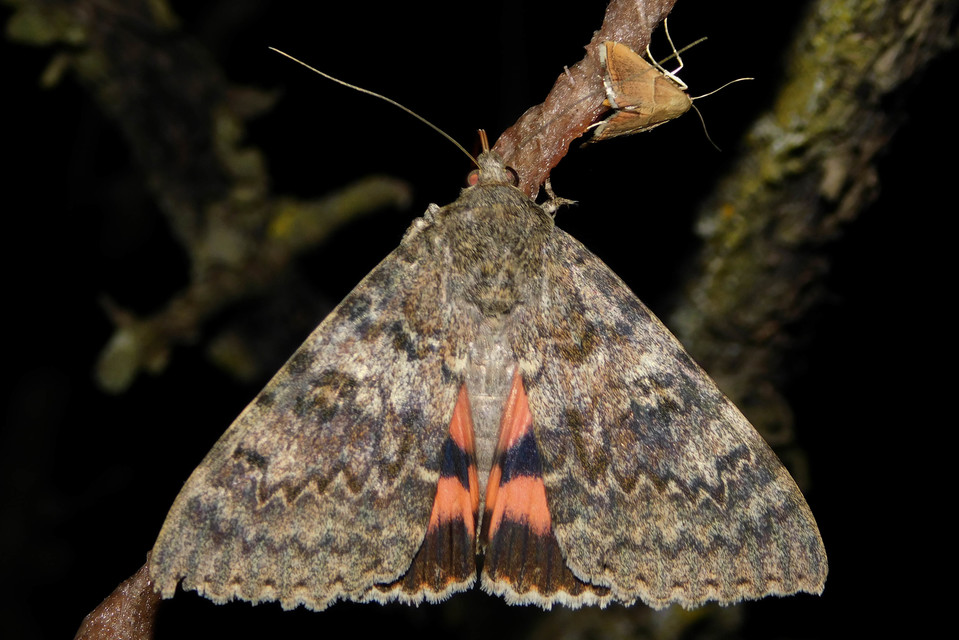 Catocala elocata - közönséges övesbagoly
