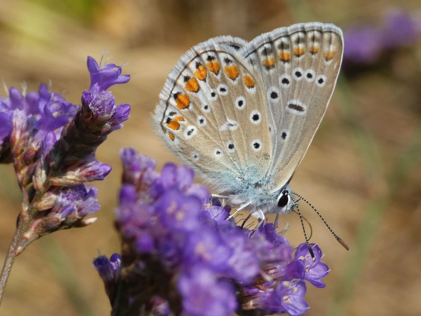 Polyommatus icarus - közönséges boglárka