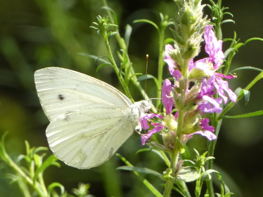 Pieris napi - repcelepke
