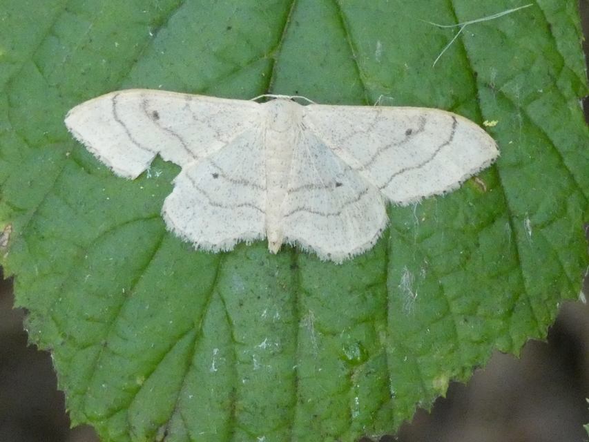 Idaea aversata - nagy sávosaraszoló