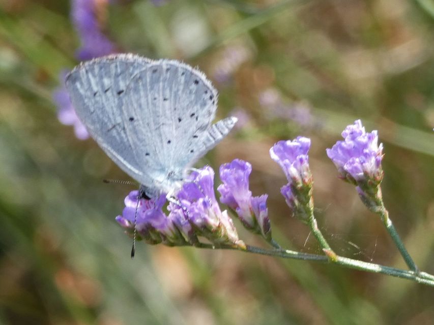 Celastrina argiolus - bengeboglárka