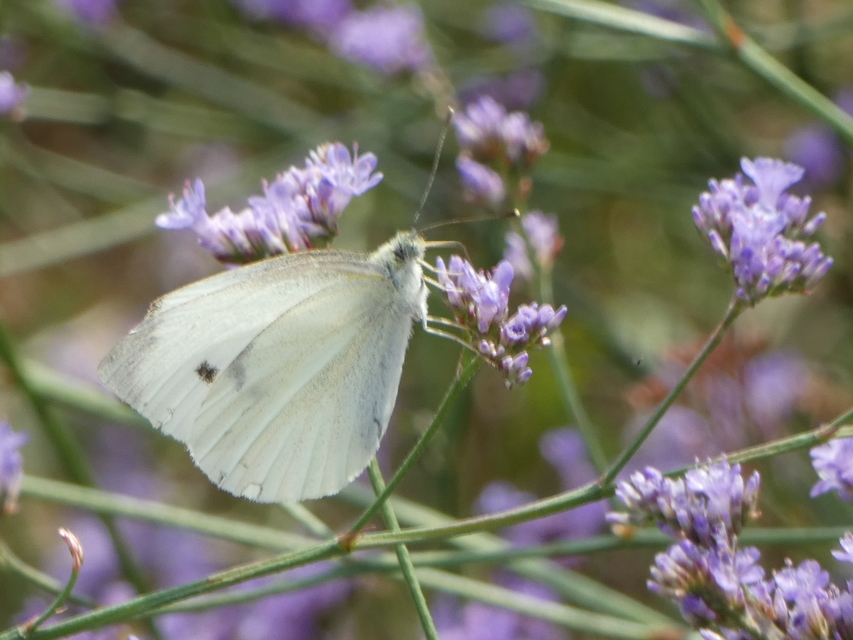 Pieris rapae - répalepke