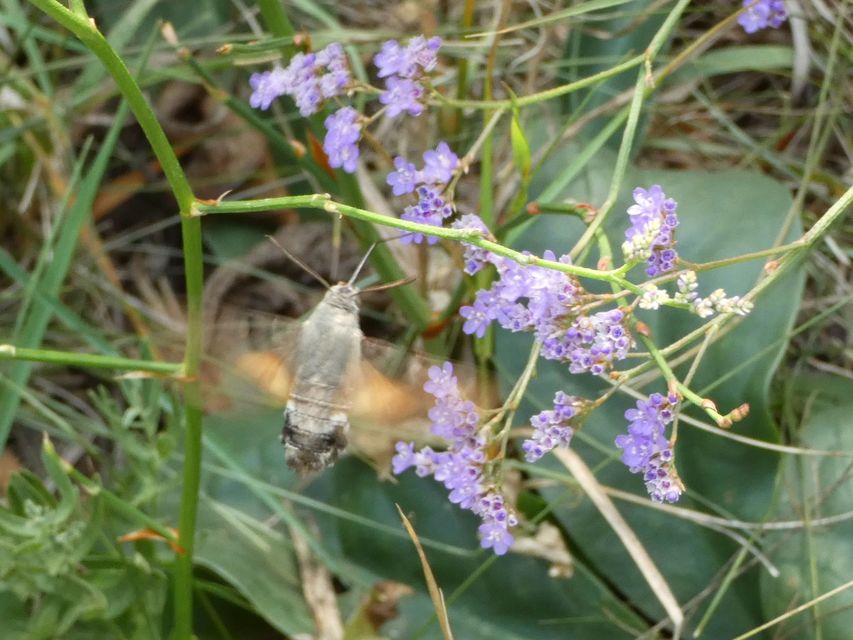 Macroglossum stellatarum - kacsafarkú szender