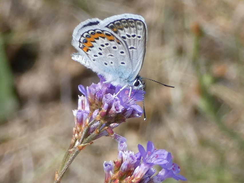 Plebejus argus - ezüstös boglárka