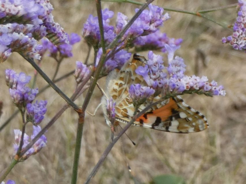 Vanessa cardui - bogáncslepke