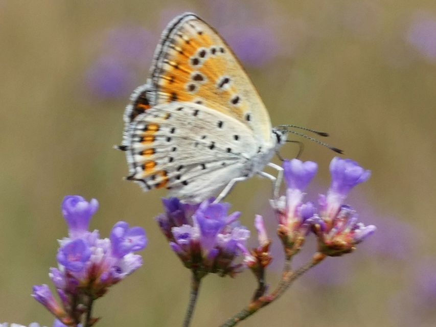 Lycaena thersamon - kis tűzlepke