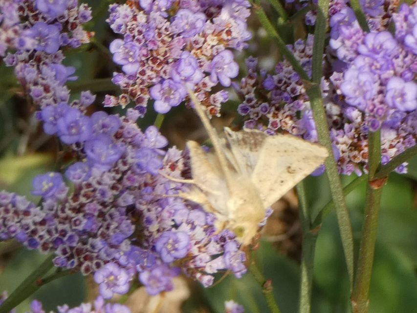 Helicoverpa armigera - kukorica-veteménybagoly