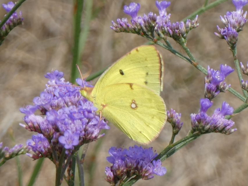 Colias erate - csángó-kéneslepke