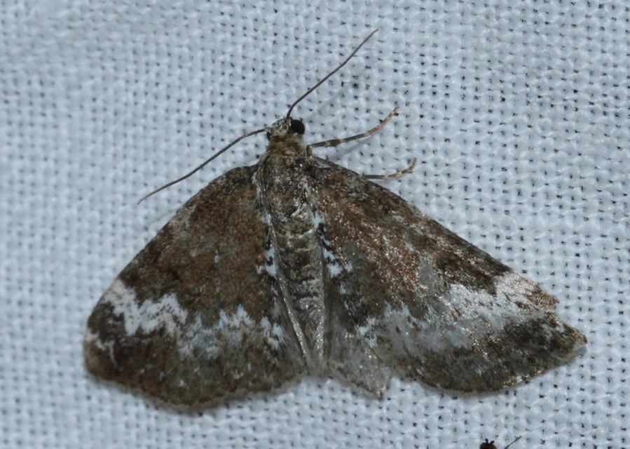 Perizoma alchemillata - árvacsalán-araszoló