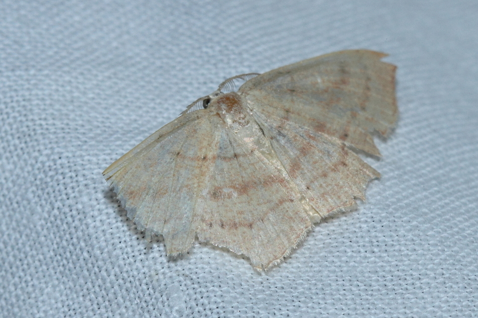 Cyclophora linearia - vonalas pettyesaraszoló