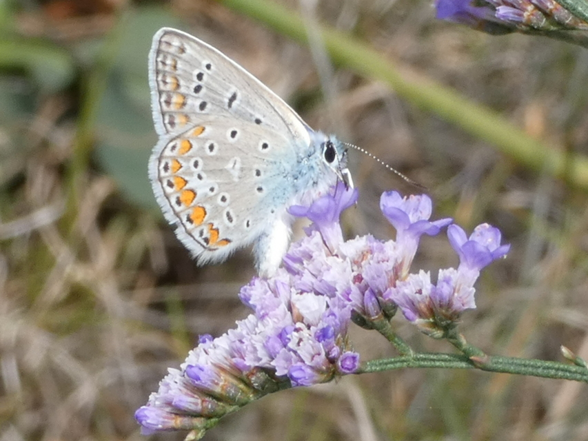 Polyommatus icarus - közönséges boglárka