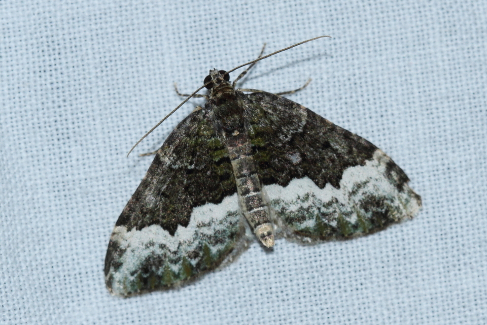 Euphyia biangulata - szegletes tarkaaraszoló