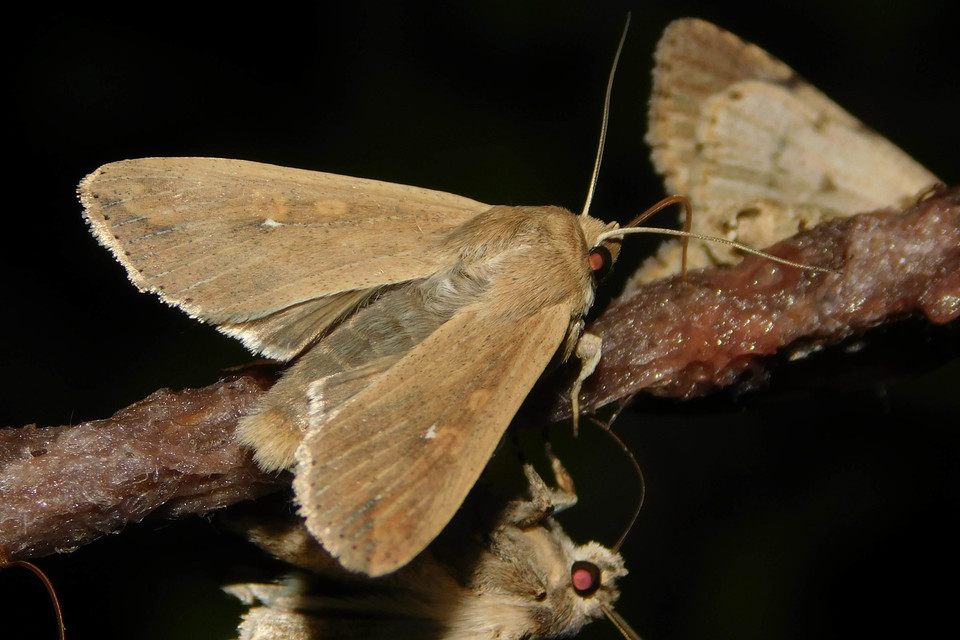 Mythimna unipuncta - hordabagoly