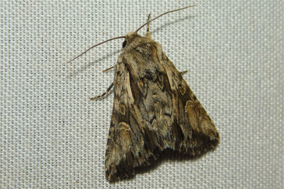 Chloantha hyperici - orbáncfű-sugarasbagoly