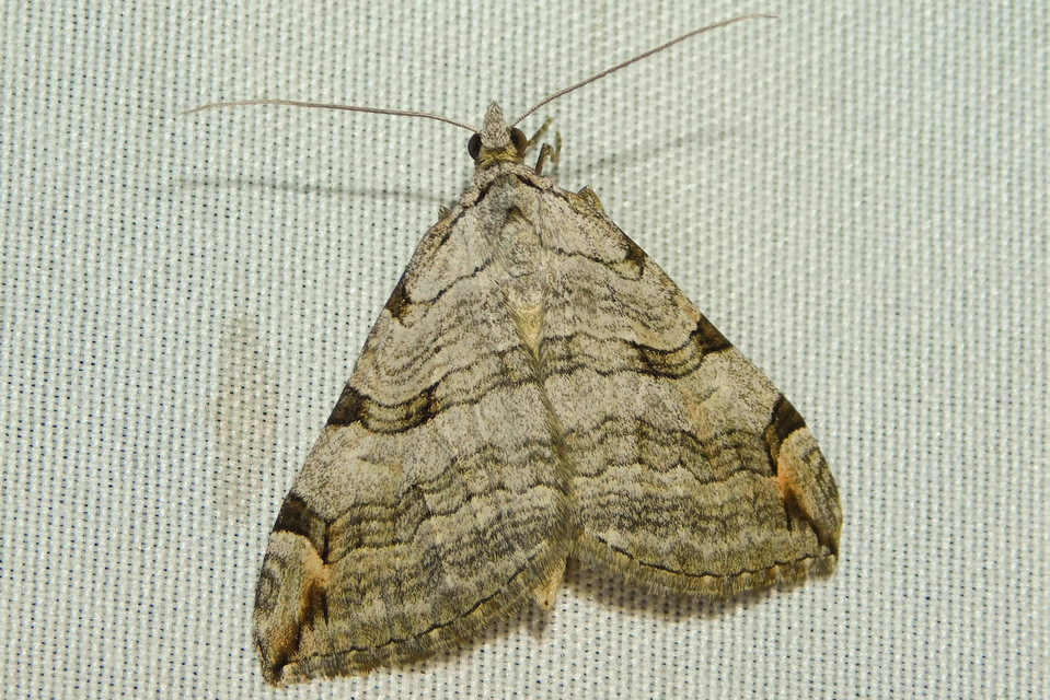 Aplocera efformata/plagiata