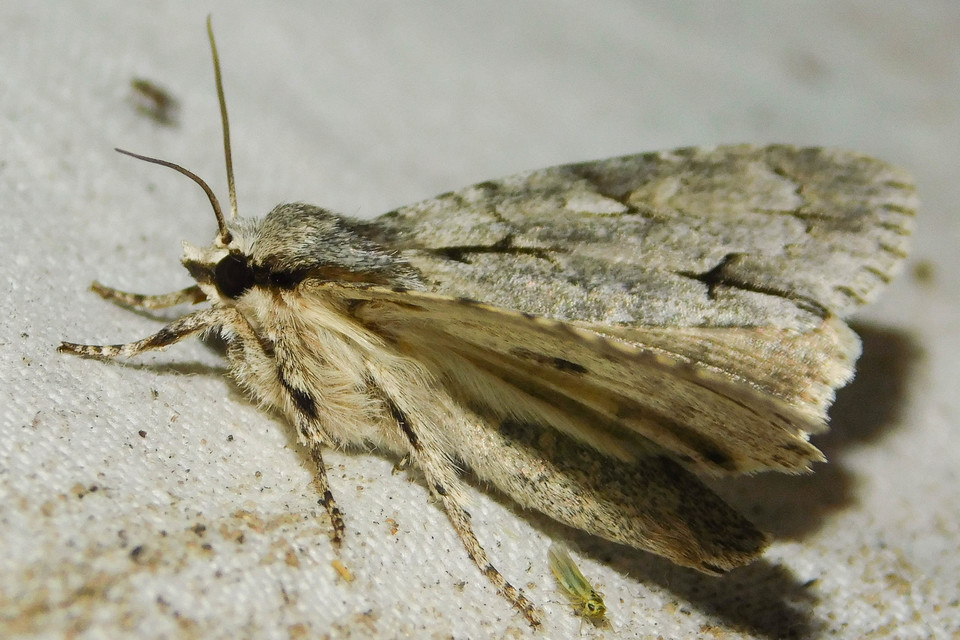 Acronicta cuspis/tridens/psi