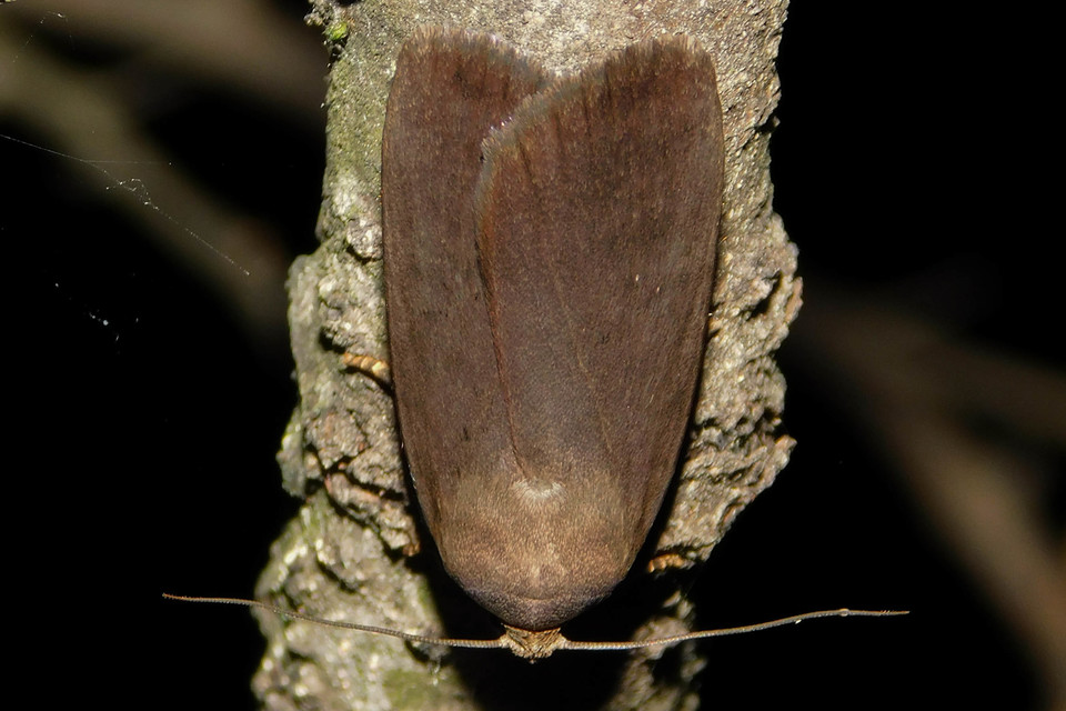 Amphipyra livida - zsírfényű bagoly