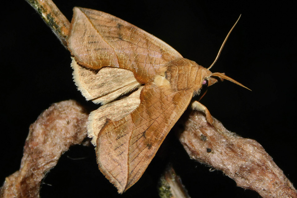 Calyptra thalictri - öblösszárnyú bagoly