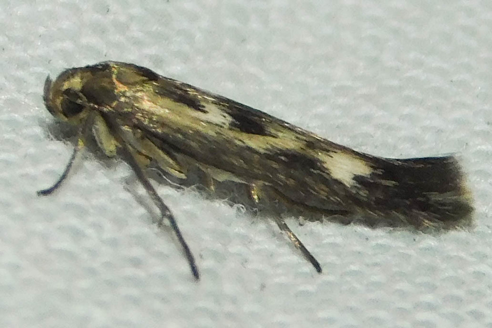 Scythris limbella - parajfonó zöldmoly
